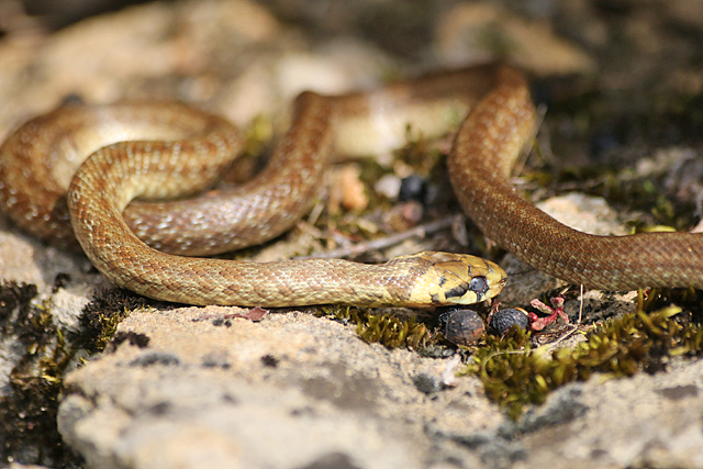 Reptielen (Reptilia)